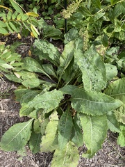 Parthenium integrifolium