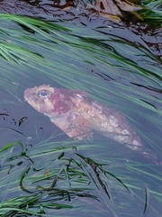 Hemilepidotus hemilepidotus