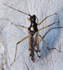 Dicyphus