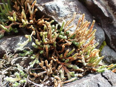 Selaginella rupestris