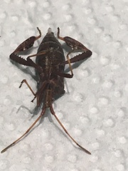 Leptoglossus corculus