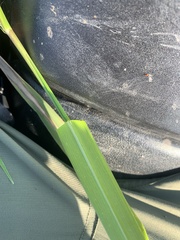 Coleataenia rigidula