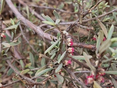 Diospyros austro-africana