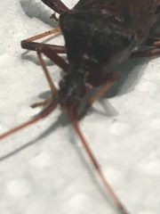 Leptoglossus corculus