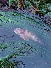 Hemilepidotus hemilepidotus