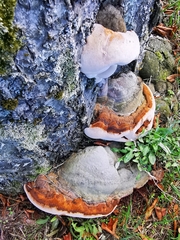 Ganoderma adspersum