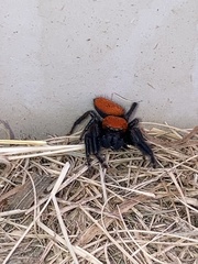 Phidippus cardinalis