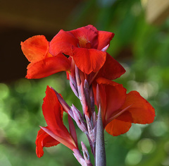 Canna × generalis