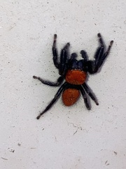 Phidippus cardinalis
