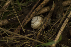 Caucasotachea vindobonensis