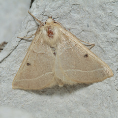 Crocallis albarracina
