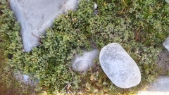 Drosanthemum candens