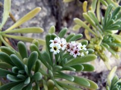 Tournefortia gnaphalodes