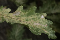 Tischeria ekebladella