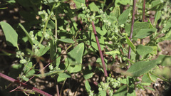 Chenopodium fremontii