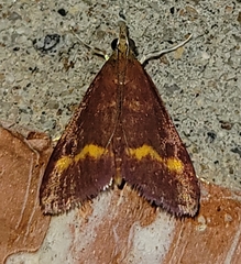 Pyrausta pseuderosnealis