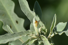 Zonosemata vittigera