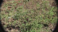 Chenopodium fremontii