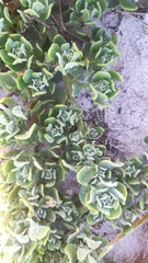 Tetragonia