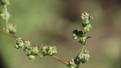 Chenopodium fremontii