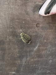 Amblysellus curtisii