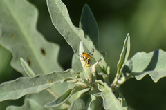 Zonosemata vittigera