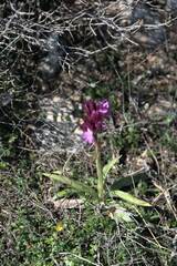 Anacamptis papilionacea