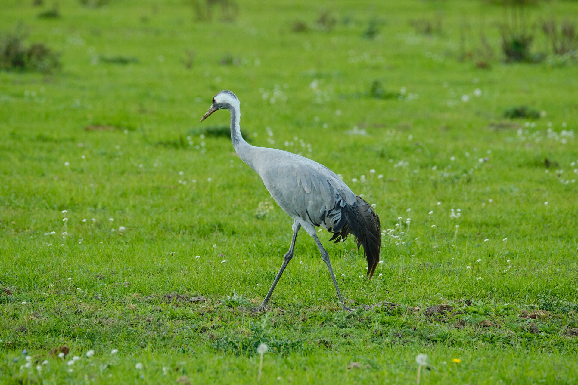 Common Crane