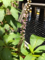 Phytolacca icosandra