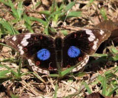 Junonia oenone oenone