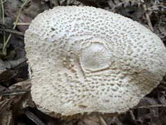 Leucoagaricus barssii