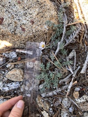 Erigeron breweri jacinteus