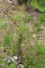 Juniperus scopulorum
