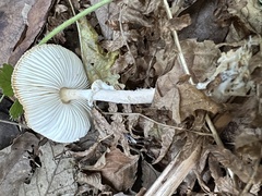 Leucoagaricus barssii