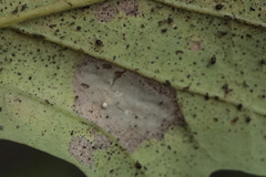 Tischeria ekebladella