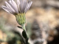 Erigeron breweri jacinteus