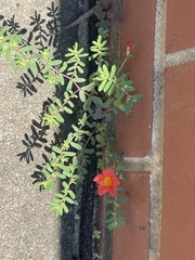 Portulaca umbraticola