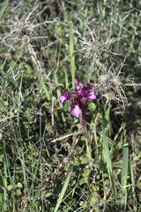 Anacamptis papilionacea