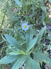 Symphyotrichum shortii