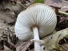 Leucoagaricus barssii
