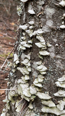 Trichaptum abietinum