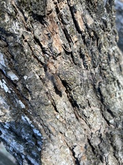 Ululodes quadripunctatus