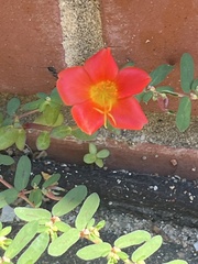Portulaca umbraticola
