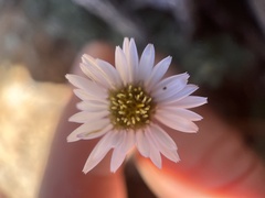 Erigeron breweri jacinteus