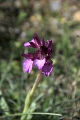 Anacamptis papilionacea