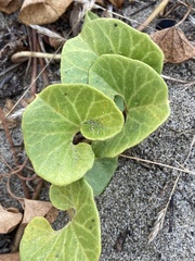 Calystegia soldanella