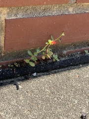 Portulaca umbraticola