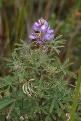 Lupinus heptaphyllus