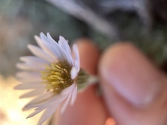 Erigeron breweri jacinteus