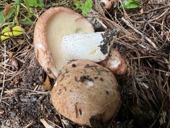 Suillus weaverae